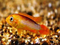 Gele Dwergcichlide Fire Fish (APISTOGRAMMA AGASSIZII FIRE FISH M)