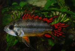 Gekuifde Dwergcichlide Dubbel Rood (APISTOGRAMMA CACATUOIDES DOUBLE RED M)