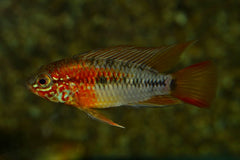 Dwergcichlide Macmasteri (APISTOGRAMMA MACMASTERI M)