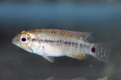 Dwergcichlide Steindachneri (APISTOGRAMMA STEINDACHNERI M)