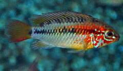 Dwergcichlide Viejita (APISTOGRAMMA VIEJITA M)
