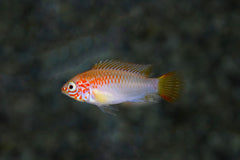 Dwergcichlide Viejita Goud (APISTOGRAMMA VIEJITA GOLD M/L)