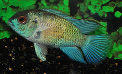 Elektrisch Blauwe Acara (ANDINOACARA PULCHER ELECTRIC BLUE S/M)