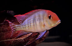 Aardeter Pyrocephalus (GEOPHAGUS PYROCEPHALUS S)