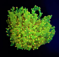 Euphyllia paradivisa (Green) (Ultra) (1 hd.)
