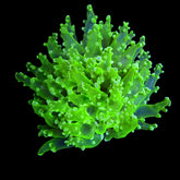 Euphyllia paradivisa (Green) (Ultra) (1 hd.)