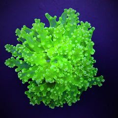 Euphyllia paradivisa (Green) (Ultra) (1 hd.)