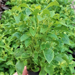 Alternanthera bettzickiana in pot @