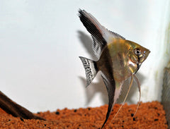Prachtgoerami Ornaticauda (PAROSPHROMENUS ORNATICAUDA M)