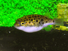 Gespotte Kogelvis (DICHOTOMYCTERE NIGROVIRIDIS M)