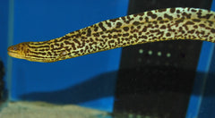 Zoetwater Tijger Murene (GYMNOTHORAX POLYURANODON S)