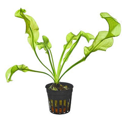 Aponogeton ulvaceus in pot