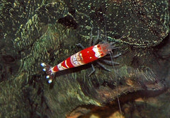 Crystal Red Garnaal (CARIDINA CANTONENSIS CRYSTAL RED S)