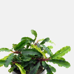 Bucephelandra green broad leaf pot