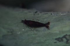 Chocolate Garnaal (NEOCARIDINA DAVIDI CHOCOLATE M)