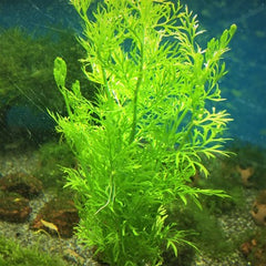 Certatopteris thalictroides in pot
