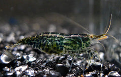 Green Jade Garnaal (NEOCARIDINA DAVIDI GREEN JADE M)