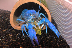 Blauwe Floridakreeft (PROCAMBARUS ALLENI L)