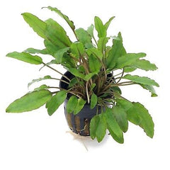 Cryptocoryne wendtii green gecko pot