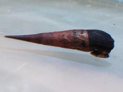 Zwarte Duivelsdoornslak (FAUNUS ATER XL)