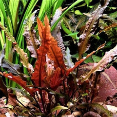 Cryptocoryne walkerii in pot @
