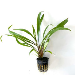 Cryptocoryne retrospiralis in pot