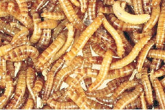 Meelworm (Doosje) (TENEBRIO MOLITOR (BOX 50 GR.))