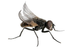Krulvliegen (Doosje) (MUSCA DOMESTICA (BOX))