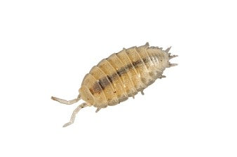 Pissebedden (Doosje) (TRICHORHINA TOMENTOSA (BOX))