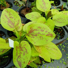 Echinodorus yellow sun in pot #