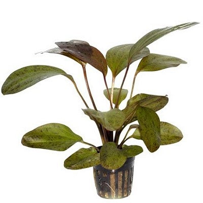 Echinodorus ozelot rood in pot