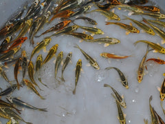 Ghost Koi (CYP. CARPIO KOI GHOST 10/12)