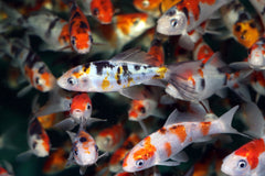 Koi Sanke Asia (CYP. CARPIO KOI SANKE ASIA 7/10)