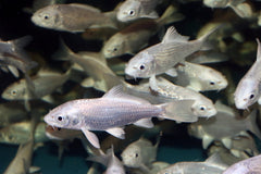 Koikarper Platinum (CYP. CARPIO KOI PLATINUM OGON ASIA 4/7)