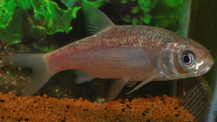 Blauwe Winde (LEUCISCUS IDUS CAERULEUS 16/20)