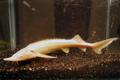 Sterlet Steur Albino (ACIPENSER RUTHENUS ALBINO 16/20)