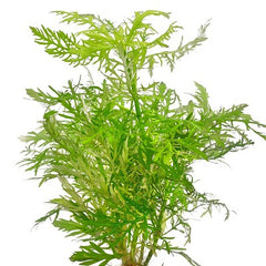 Hygrophila difformis pot nakweek