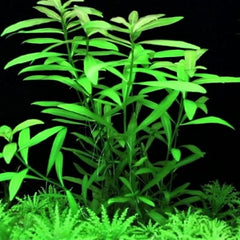 Hygrophila polysperma in pot @