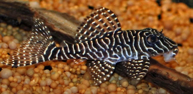 L260 Queen Arabesque Pleco L