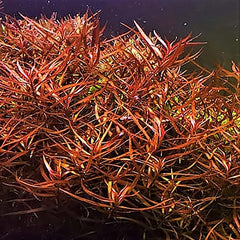 Ludwigia arcuata in pot