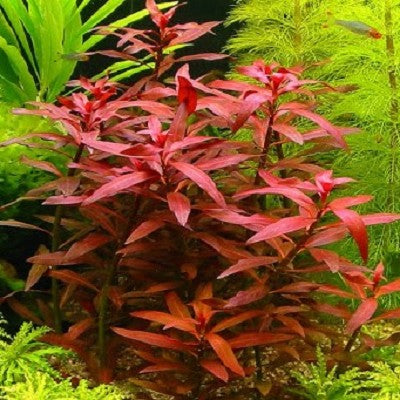 Ludwigia perennis in pot