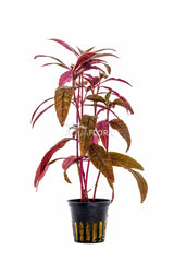 Alternanthera Sessilis - Pe (Alternanthera sessilis - PE)