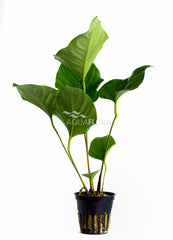 Anubias Hastifolia - Pe (Anubias hastifolia - PE)