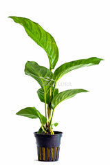 Anubias Heterophylla - Pe (Anubias heterophylla - PE)