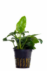 Anubias Barteri Var. Nana - Pe (Anubias barteri var. nana - PE)