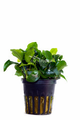 Anubias Barteri Var. Nana 'Mini' - Pe (Anubias barteri var. nana 'Mini' - PE)