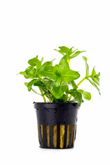 Bacopa Caroliniana (Amplexicaulis) - Pe (Bacopa caroliniana (amplexicaulis) - PE)