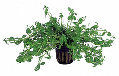 Bacopa Crenata (Monnieri) - Pe (Bacopa crenata (monnieri) - PE)