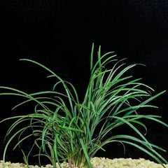 Ophiopogon japonica in pot