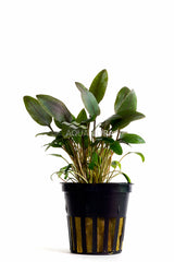 Cryptocoryne Beckettii - Pe (Cryptocoryne beckettii - PE)